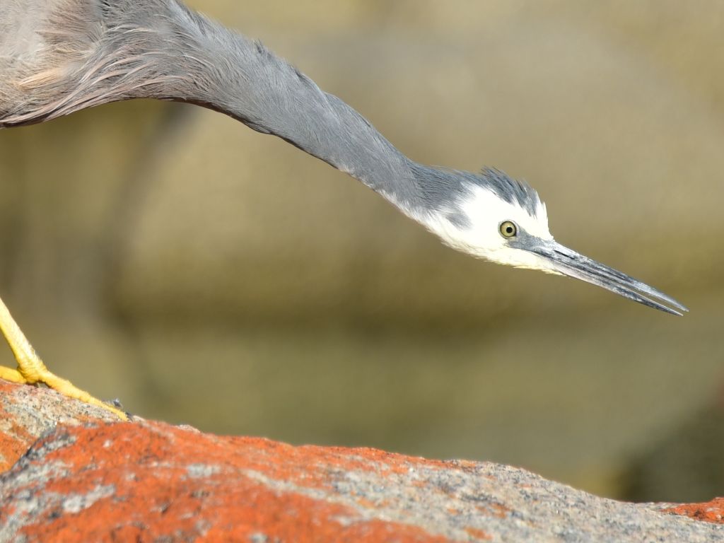 Heron